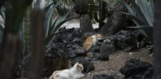 ONG agradece que 19 gatos del Palacio Nacional de México fueran declarados como «activos fijos»: Los cuidarán de por vida