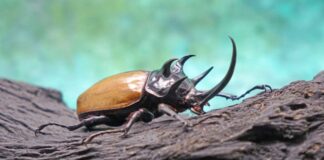 Expertos declaran que insectos y otros animales menores tienen conciencia