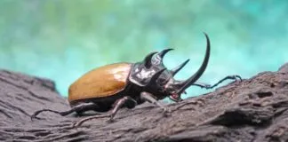 Expertos declaran que insectos y otros animales menores tienen conciencia