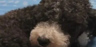 Colmevet Metropolitano presenta querella por muerte de perro “Lalo” en Santiago