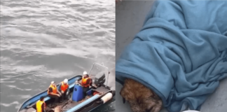 Rescatan a perrito ciego que nadaba a la deriva en Talcahuano