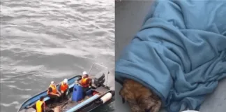Rescatan a perrito ciego que nadaba a la deriva en Talcahuano