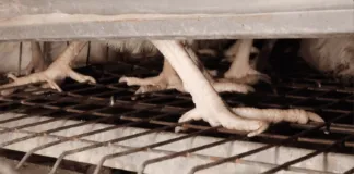 Investigación encubierta revela condiciones de crueldad animal en una granja industrial nacional de huevos