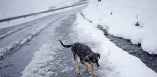 ¿Qué hacer ante el caso de una nevazón con los animales?
