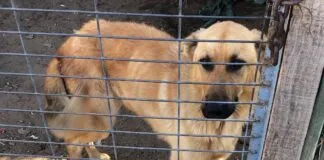Denuncian nula respuesta de autoridades frente a brutal caso de maltrato animal en Quilpué, donde más de 40 animales viven bajo condiciones deplorables
