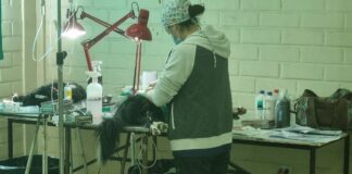 Simplemente genial: 45 perros y gatos fueron esterilizados a través de operativo gratuito realizado en la Villa Lomas de Mirasur de San Bernardo