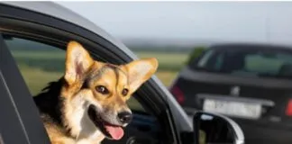 Comienza a estar disponible Uber Pet, para que nuestros regalones puedan viajar tranquilos