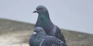 Las teorías de la gente tras la misteriosa desaparición de palomas en el centro de Santiago