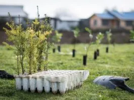 Festival Pala en Mano plantará 10 mil árboles en Ancud para combatir la deforestación insular