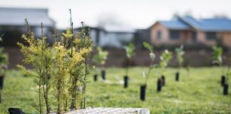 Festival Pala en Mano plantará 10 mil árboles en Ancud para combatir la deforestación insular