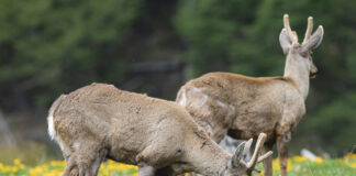 Organizaciones locales e internacionales inician campaña de búsqueda de fondos para conservar terreno privado que corresponde al 30% de la comuna de Cochamó