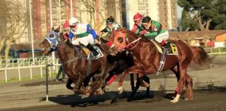 ¿Qué es la anemia infecciosa equina, la enfermedad que conllevó el sacrificio de 16 caballos en el Club Hípico de Santiago?