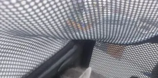 Piden apoyo para gatita rescatada , que le falta piel en la parte inferior de la boca