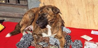 Piden urgentemente hogar para Lunita, una tierna perrita abandonada en la Vega Central