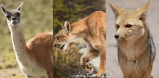 Organizaciones piden detener caza de animales en la Patagonia argentina
