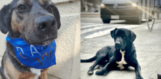 Apostando a un futuro mejor, Congreso Nacional inició campaña de adopción de los perros que habitan en sus instalaciones