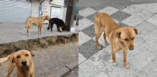 Lanzan campaña con el fin de comprarles collares y plaquitas a los perros comunitarios de Coñaripe en la Región de Los Ríos