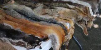 Camila sigue los pasos de Isabel II y dejará de comprar prendas de piel de animales: «Es correcto y apropiado»