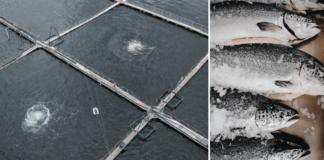 Diputados solicitan a las autoridades reforzar las sanciones y fiscalizaciones, tras denuncia de 95 casos de sobreproducción de salmones