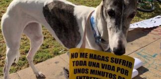 Tras la aprobación del proyecto de ley en general que prohibe las carreras de galgos en la Comisión de Medio Ambiente, ¿qué viene ahora?