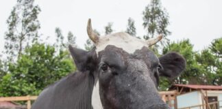 El Santuario Igualdad Inter especie nos necesita a todos: requieren apoyo para comprar un terreno definitivo para todos los animales mayores rescatados