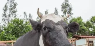 El Santuario Igualdad Inter especie nos necesita a todos: requieren apoyo para comprar un terreno definitivo para todos los animales mayores rescatados