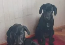 La historia de tres cachorras hermanas que fueron abandonadas cruelmente y hoy buscan un hogar