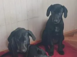 La historia de tres cachorras hermanas que fueron abandonadas cruelmente y hoy buscan un hogar