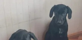 La historia de tres cachorras hermanas que fueron abandonadas cruelmente y hoy buscan un hogar