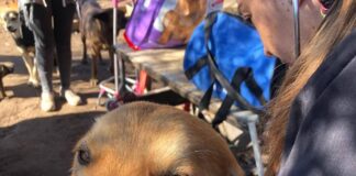 Llaman a adoptar perros sin raza como una forma de ayudar a combatir el abandono de los peludos