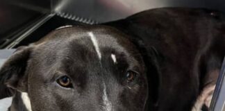 Apuñalan a perro en Talcahuano