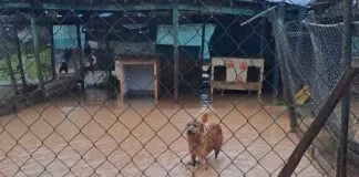 Refugio Esperanza de Mirada Animal se inunda a causa de la lluvia: piden urgentemente ayuda