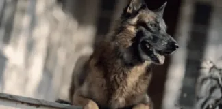 Fallece Seven, el valiente perro que luchó contra los zombis en ‘The Walking Dead’ junto a Norman Reedus