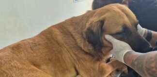 ¿Cómo sigue Amadeus, el perrito brutalmente maltratado en Antofagasta?