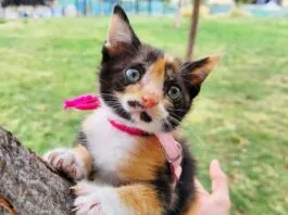 Hermosa gatita cruelmente abandonada hoy busca un hogar y familia responsable