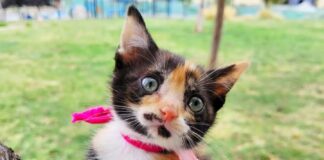 Hermosa gatita cruelmente abandonada hoy busca un hogar y familia responsable