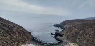 Bosques de algas pardas en amenaza (Opinión)