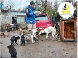 Detienen a sujeto por tener a 19 animales viviendo bajo paupérrimas condiciones en Panguipulli