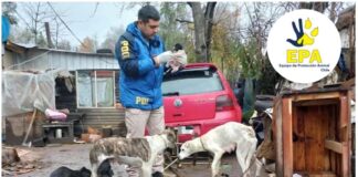 Detienen a sujeto por tener a 19 animales viviendo bajo paupérrimas condiciones en Panguipulli