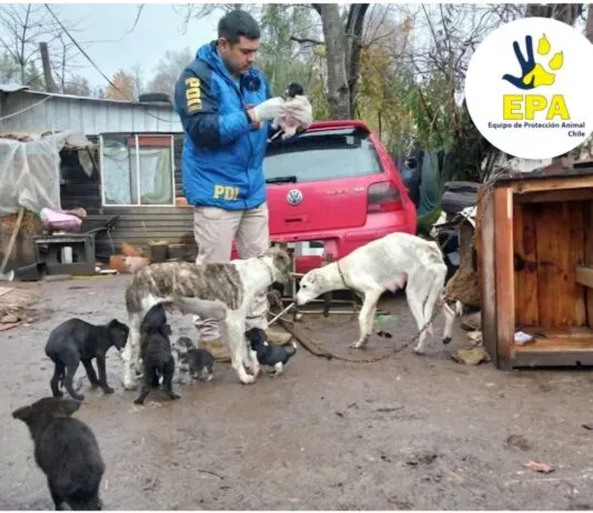 Detienen a sujeto por tener a 19 animales viviendo bajo paupérrimas condiciones en Panguipulli