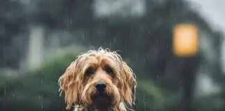 Sistema frontal y animales de compañía: recomendaciones de cuidado y qué hacer en caso de evacuación