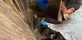 Detienen a mujer por maltrato animal en San Bernardo: más de 200 animales en condiciones insalubres
