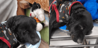 Todos podemos ayudar: piden urgentemente apoyos para perrito rescatado en pésimas condiciones desde las calles de Villa Francia