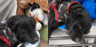 Todos podemos ayudar: piden urgentemente apoyos para perrito rescatado en pésimas condiciones desde las calles de Villa Francia
