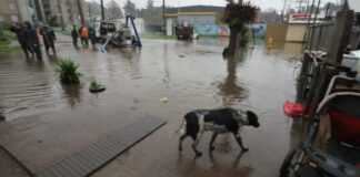 600 animales afectados deja temporal que afectó a la zona centro sur de nuestro país, afirma COLMEVET