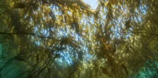 Más de 230 científicos hacen urgente llamado a conservar los bosques de macroalgas de Latinoamérica