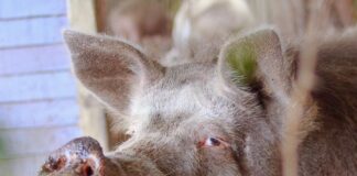 Simplemente genial: Se logró reunir el dinero faltante para comprar el terreno del Santuario Igualdad Interespecie