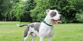 Gobierno irlandés prohibirá raza American Bully XL: «La vida de ningún perro vale más que la vida humana»