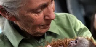 La doctora Jane Goodall, conocida por sus estudios y conservación de chimpancés, dará importante charla en nuestro país