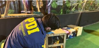 ¿Qué ha pasado con la denuncia contra Mall Plaza Valdivia a causa de unas aves que estaban en el lugar por una exposición?